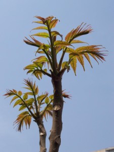 22997076-A2F1-46AA-AF75-0B8E6ABB0972