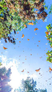 524DEDDE-B752-4375-8CAC-EA39A3F553CE